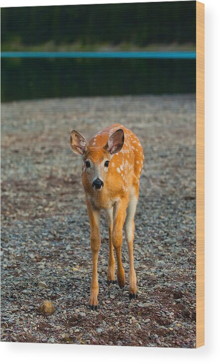 Animal Wood Print featuring the photograph Bambi by Sebastian Musial