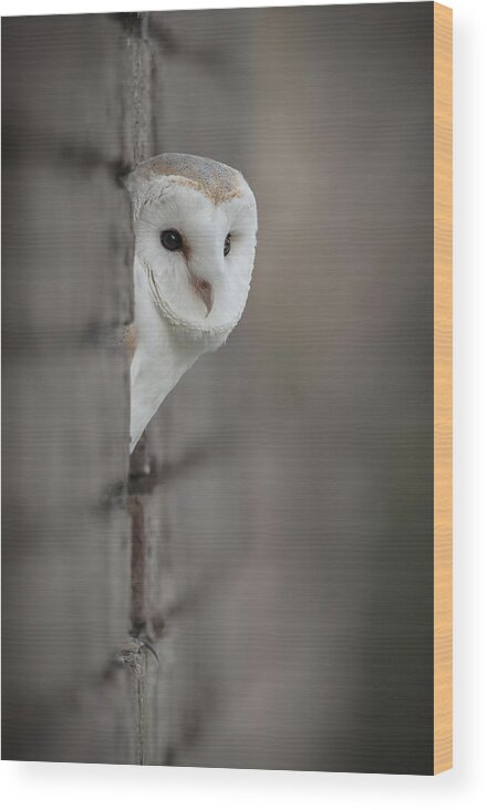 Barn Owl Wood Print featuring the photograph Barn Owl by Andy Astbury