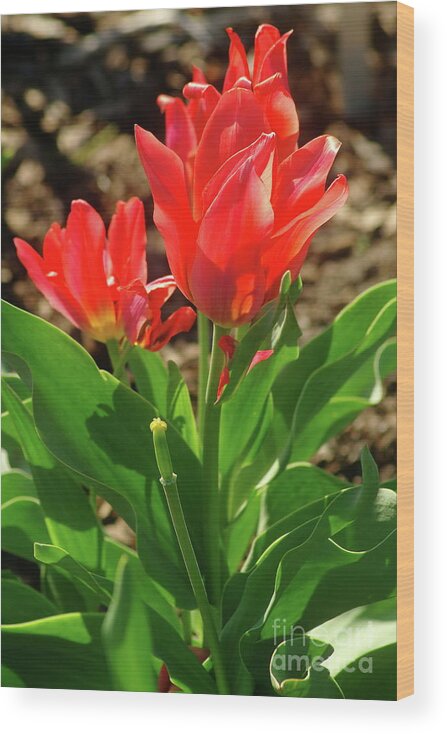 Red Tulip Wood Print featuring the photograph Beauty In Red by Dariusz Gudowicz