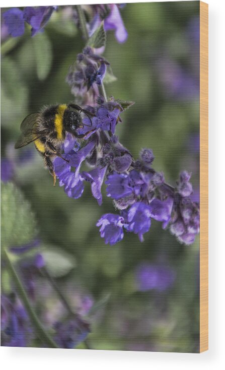 Bee Wood Print featuring the photograph Bee by David Gleeson