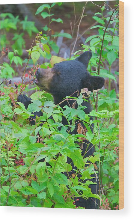 Black Bears Wood Print featuring the photograph Berry Eating Bear by Dale J Martin