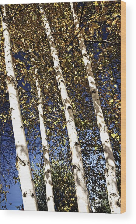 Birch Wood Print featuring the photograph Birch trees in fall by Elena Elisseeva