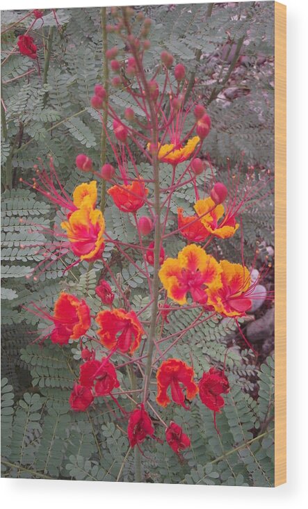 Flowers Wood Print featuring the photograph Bird of Paradise by Jayne Kerr 
