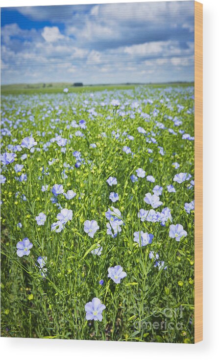 Flax Wood Print featuring the photograph Blooming flax field 2 by Elena Elisseeva