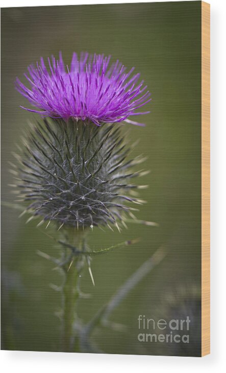 Clare Bambers Wood Print featuring the photograph Blooming Thistle by Clare Bambers