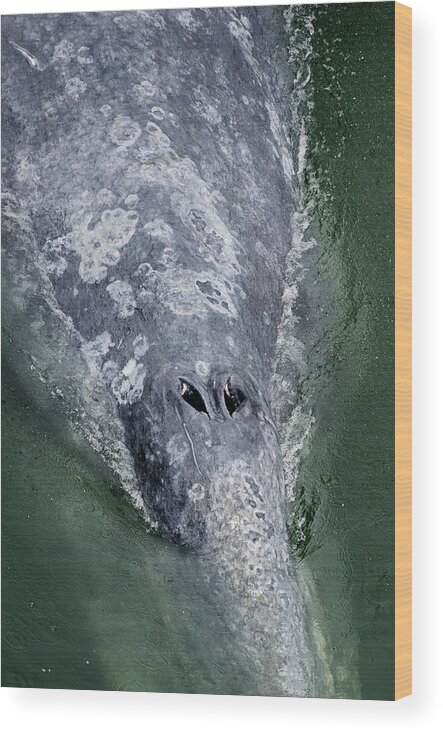 Whale Wood Print featuring the photograph Blow-Hole by Greg Nyquist