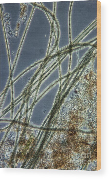 Prokaryote Wood Print featuring the photograph Blue-green Algae by Eric V. Grave