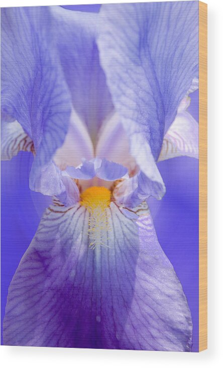 Floral Wood Print featuring the photograph Blue Iris by Sarah McKoy