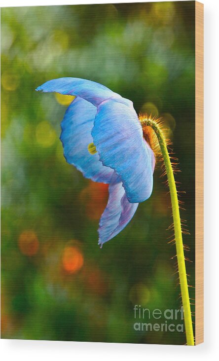 Himalayan Wood Print featuring the photograph Blue Poppy Dreams by Byron Varvarigos