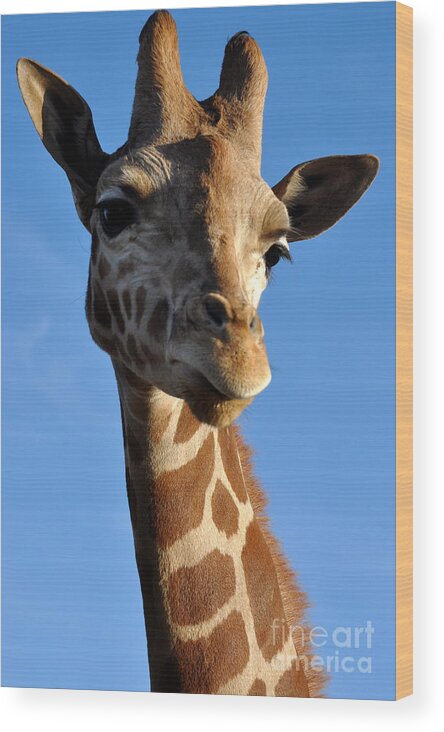 Giraffe Wood Print featuring the photograph Blue Sky Giraffe by Anjanette Douglas