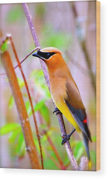 Bohemian Wood Print featuring the photograph Bohemian Waxwing by Shehan Wicks