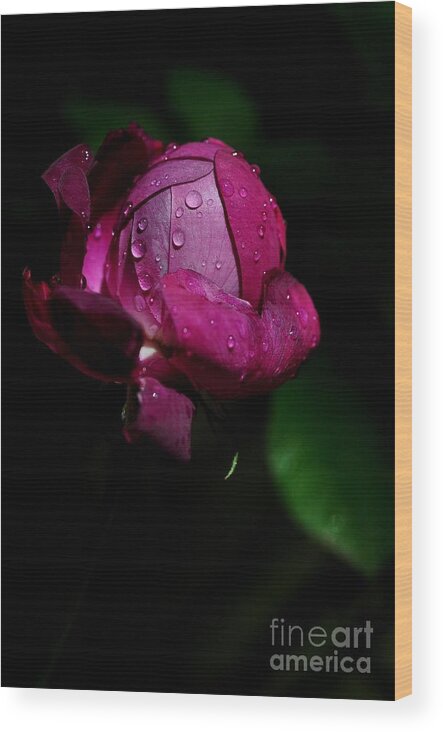 Fleur Wood Print featuring the photograph Bouton De Rose by Sylvie Leandre