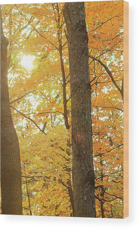 Hovind Wood Print featuring the photograph Bright Yellow by Scott Hovind