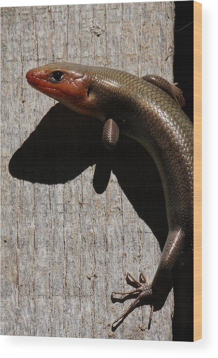 Broad-headed Skink Wood Print featuring the photograph Broad-headed Skink On Barn by Daniel Reed