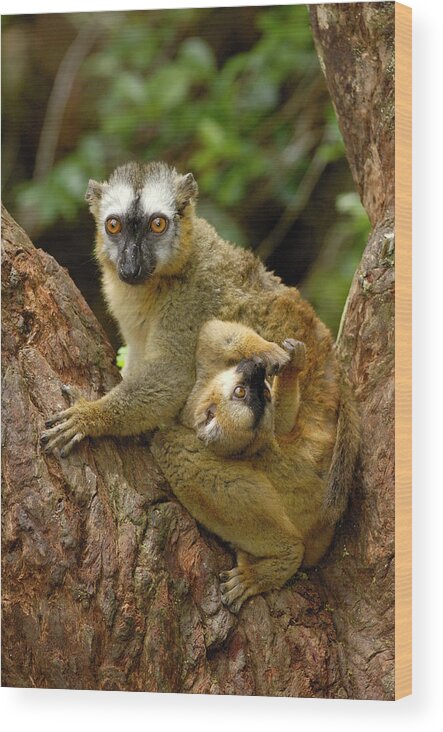 Mp Wood Print featuring the photograph Brown Lemur Lemur Fulvus Female by Pete Oxford