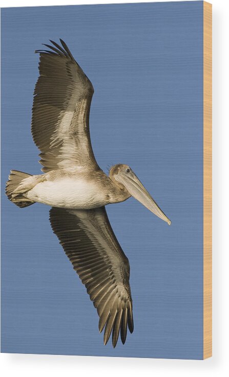 00429755 Wood Print featuring the photograph Brown Pelican Juvenile Flying Santa by Sebastian Kennerknecht