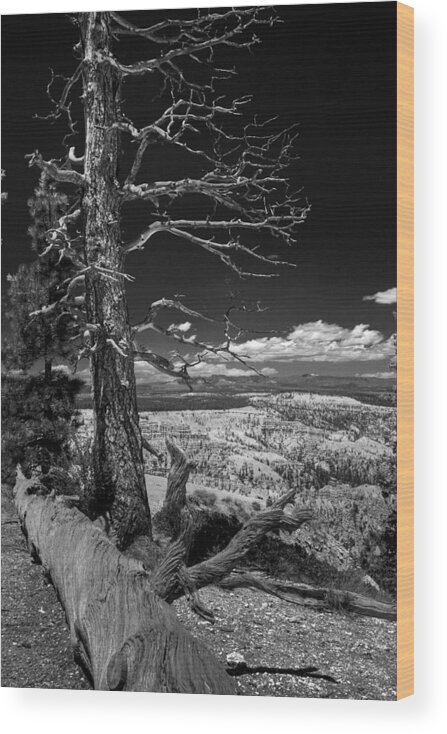 B/w Wood Print featuring the photograph Bryce Canyon - Dead Tree black and white by Larry Carr