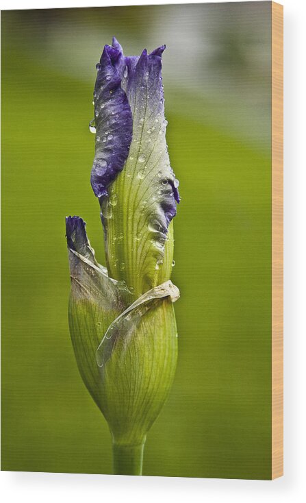 Bud Wood Print featuring the photograph Budding Iris by Trudy Wilkerson