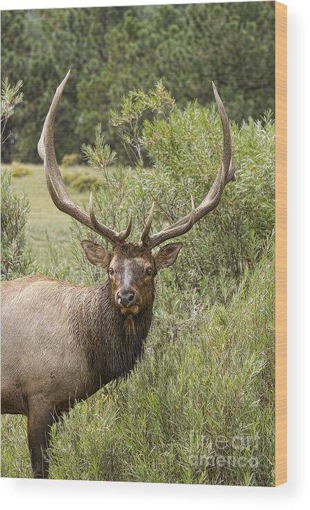 Elk Wood Print featuring the photograph Bull Elk Eyes by James BO Insogna