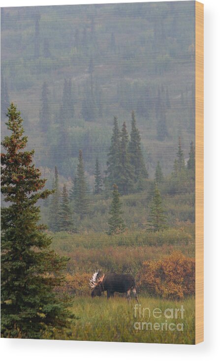 Alaska Wood Print featuring the photograph Bull Moose in Alaska by Karen Lee Ensley