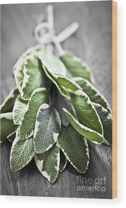 Herb Wood Print featuring the photograph Bunch of fresh sage by Elena Elisseeva
