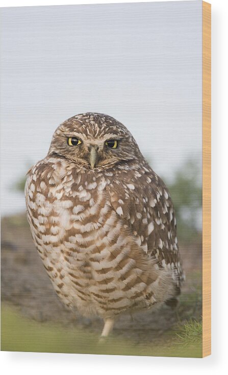 00439357 Wood Print featuring the photograph Burrowing Owl At Burrow Berkeley by Sebastian Kennerknecht