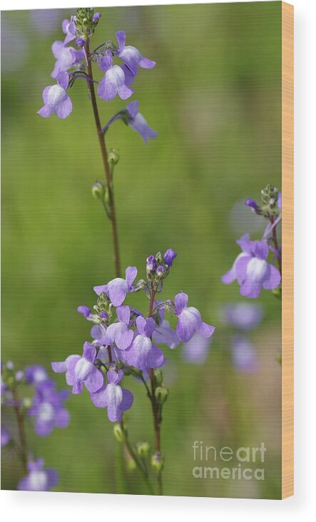 Apalachicola Toadflax Wood Print featuring the photograph Canada Toadflax by Don Youngclaus