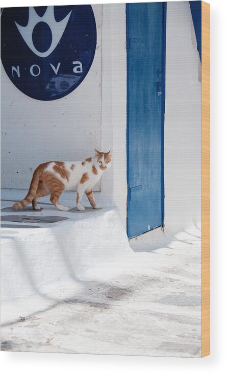 Cat Wood Print featuring the photograph Cat in Mykonos by Laura Melis