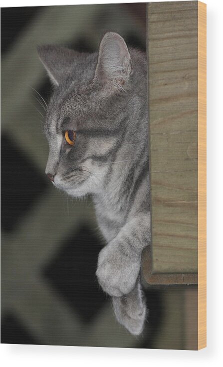 Cat Wood Print featuring the photograph Cat On Steps by Daniel Reed