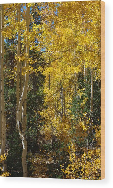 Fall Wood Print featuring the photograph Changing Seasons by Vicki Pelham