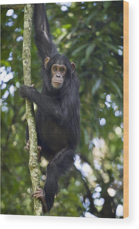 00438385 Wood Print featuring the photograph Chimpanzee Subadult In Tree Western by Suzi Eszterhas