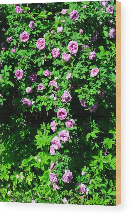 Nature Wood Print featuring the photograph China Rose by Michael Goyberg