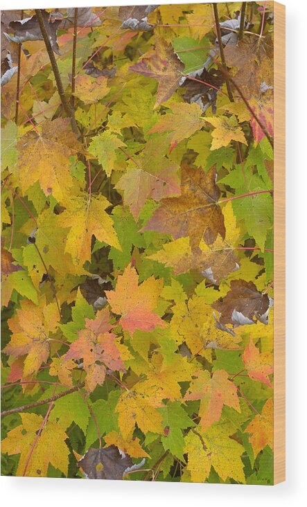 Vertical Wood Print featuring the photograph Colorful Autumn Leaves by Darrell Young