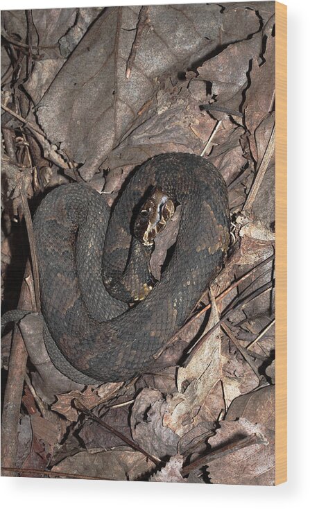 Agkistrodon Piscivorus Wood Print featuring the photograph Cottonmouth by Daniel Reed