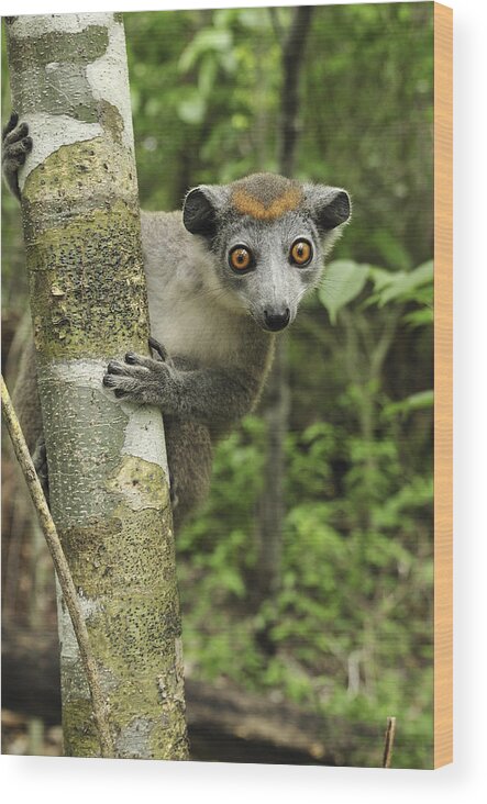 Mp Wood Print featuring the photograph Crowned Lemur Eulemur Coronatus Female by Thomas Marent