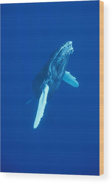00114523 Wood Print featuring the photograph Curious Humpback Whale Calf Off Maui by Flip Nicklin