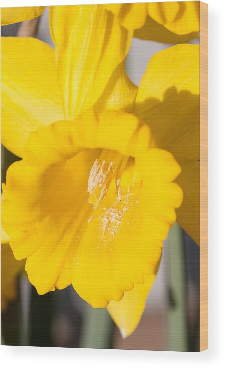 Flower Wood Print featuring the photograph Daffodil Close Up by Dina Calvarese