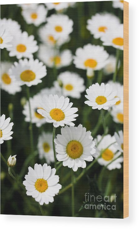 Daisy Wood Print featuring the photograph Daisies in a field by Simon Bratt
