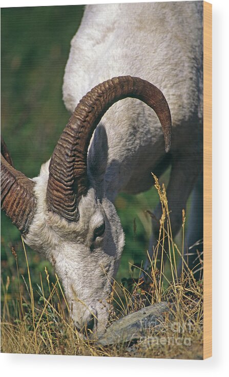 Craig Lovell Wood Print featuring the photograph Dall Sheep - Alaska by Craig Lovell