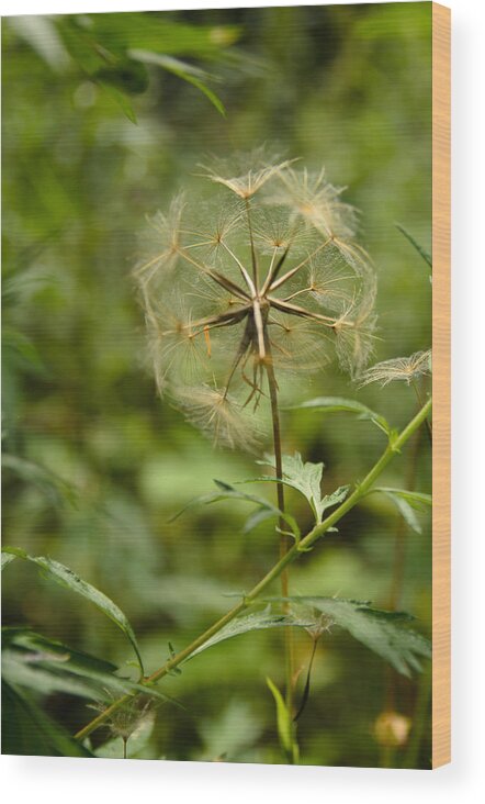 Blowball Wood Print featuring the photograph Dandelion by Michael Goyberg