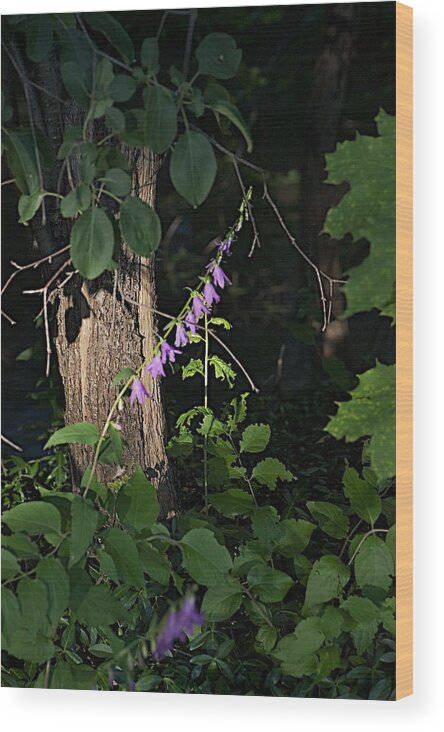 Flower Wood Print featuring the photograph Deep by Joseph Yarbrough