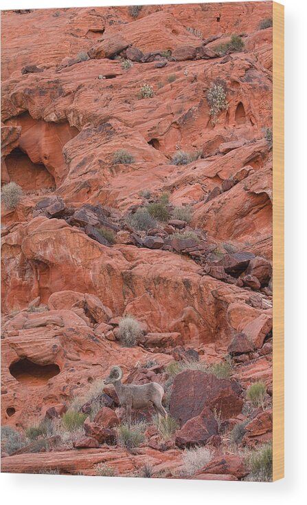 Desert Bighorn Wood Print featuring the photograph Desert Bighorn and Landscape by Nathan Mccreery