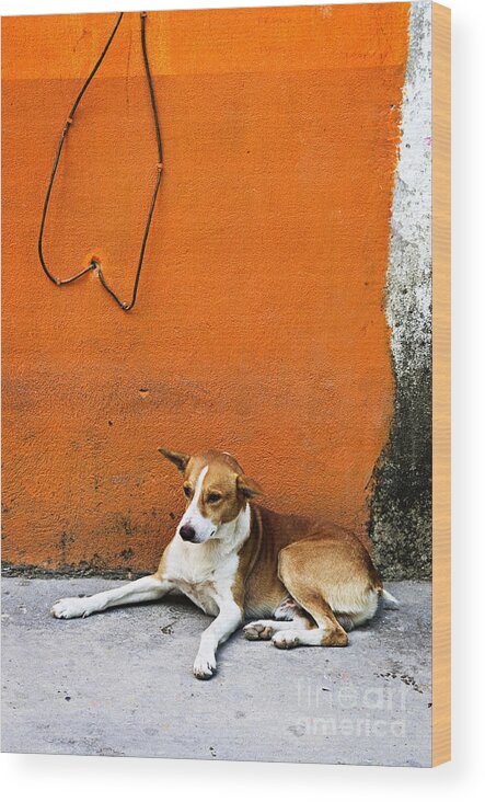 Dog Wood Print featuring the photograph Dog near colorful wall in Mexican village by Elena Elisseeva