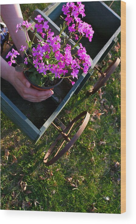 Flowers Wood Print featuring the photograph Early Spring Treasure by Susan Elise Shiebler