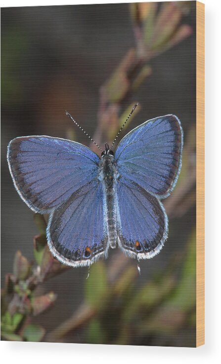 Eastern Tailed Blue Wood Print featuring the photograph Eastern Tailed Blue Butterfly by Daniel Reed
