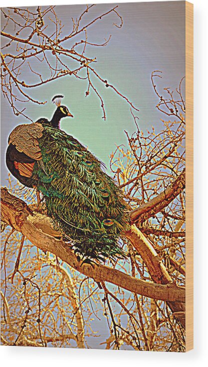 Peacock Wood Print featuring the photograph Elegance by Diane montana Jansson