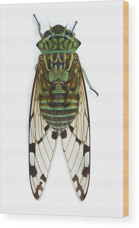 00478966 Wood Print featuring the photograph Emerald Cicada by Piotr Naskrecki