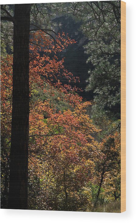 Orange Wood Print featuring the photograph Fall Color 2 by Harry Noble