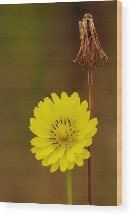 Pyrrhopappus Carolinianus Wood Print featuring the photograph False Dandelion Flower With Wilted Fruit by Daniel Reed