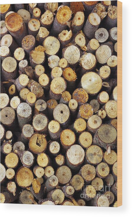 Autumn Wood Print featuring the photograph Firewood by Carlos Caetano